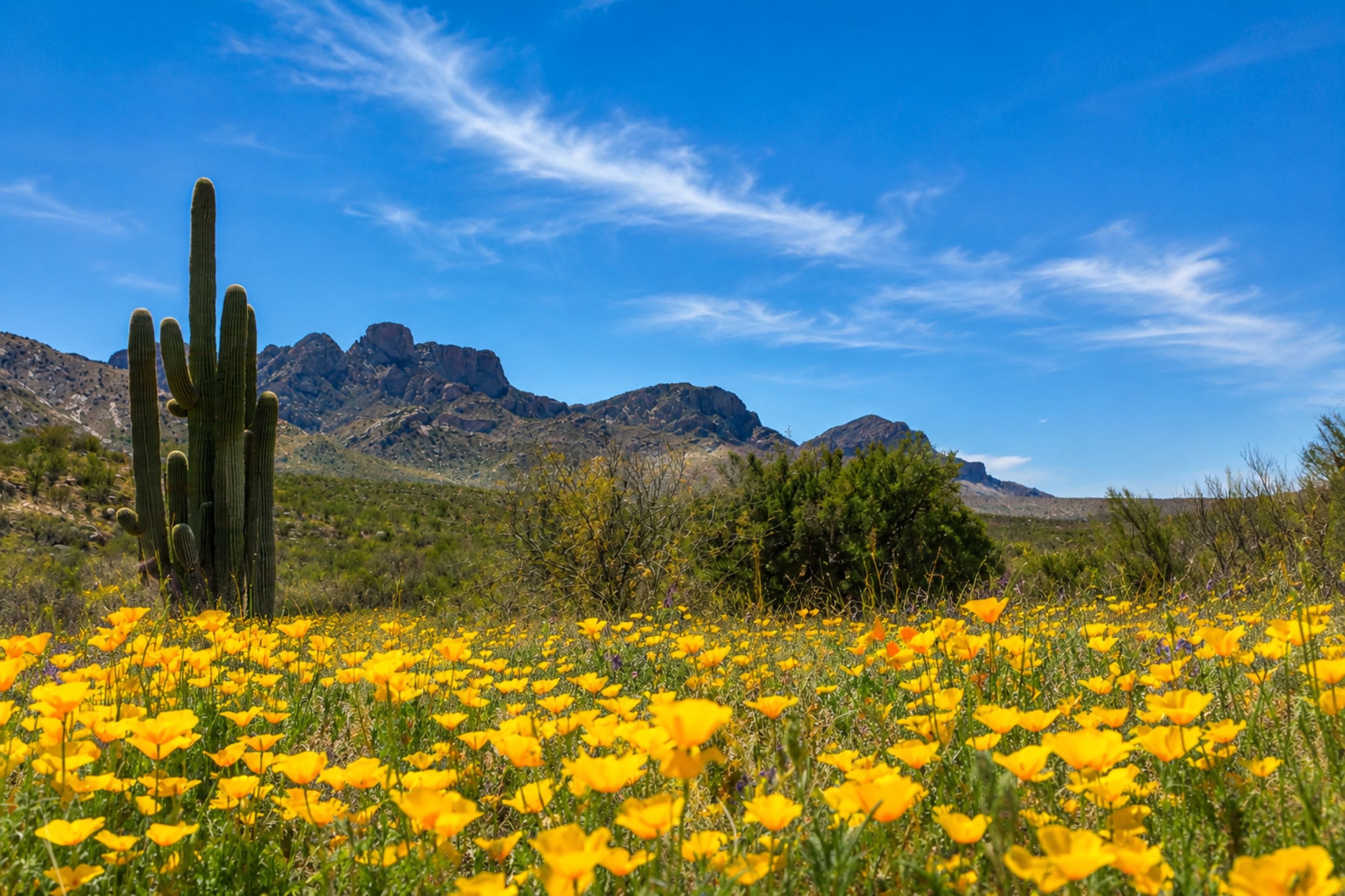 Spring wildflowers in Catalina State Park