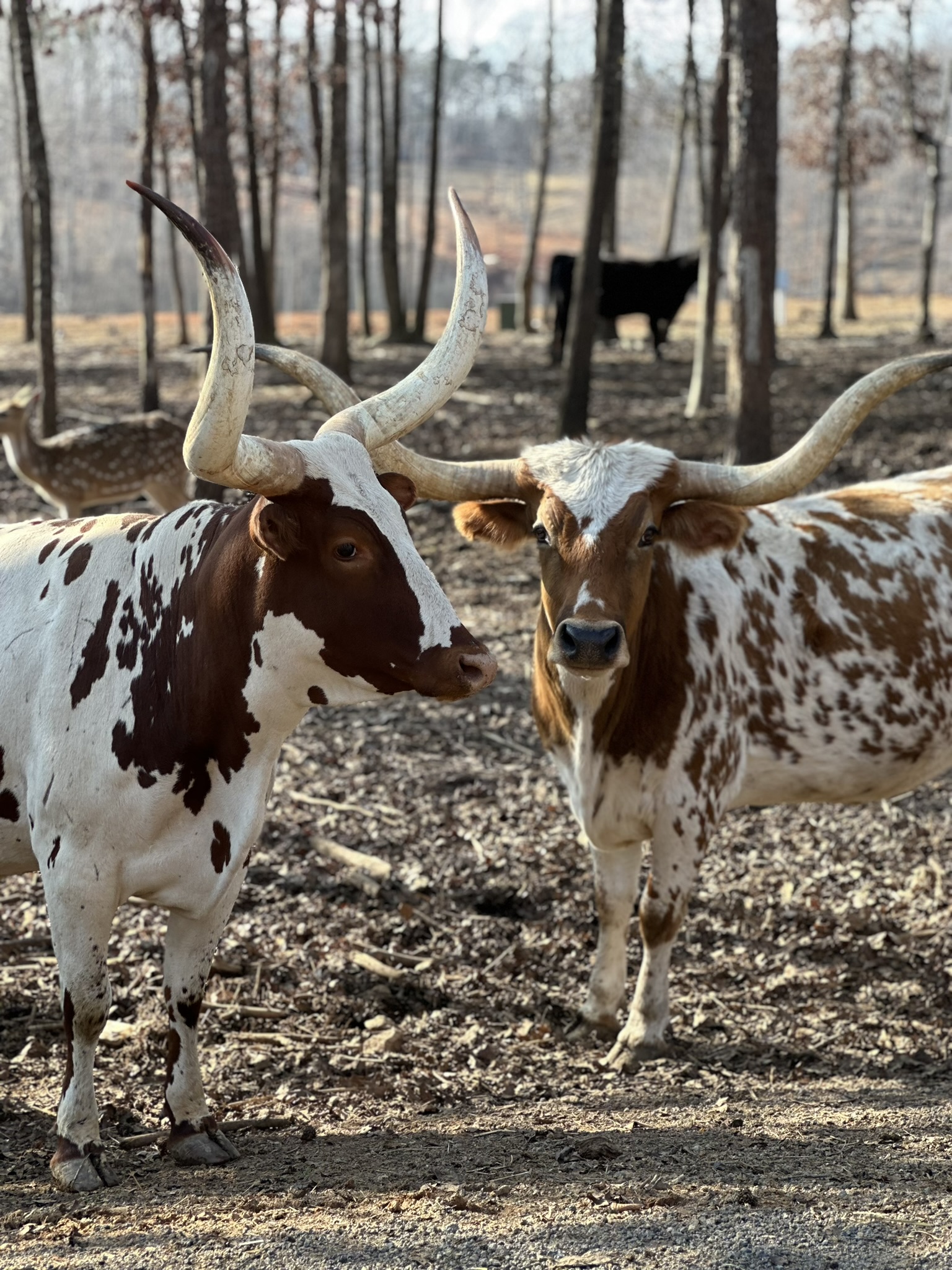 Meet our friendly cows and other farm animals!