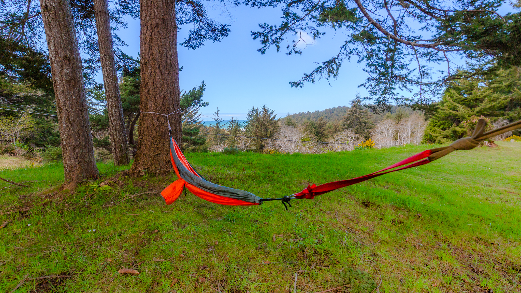 Hammock in the Trees