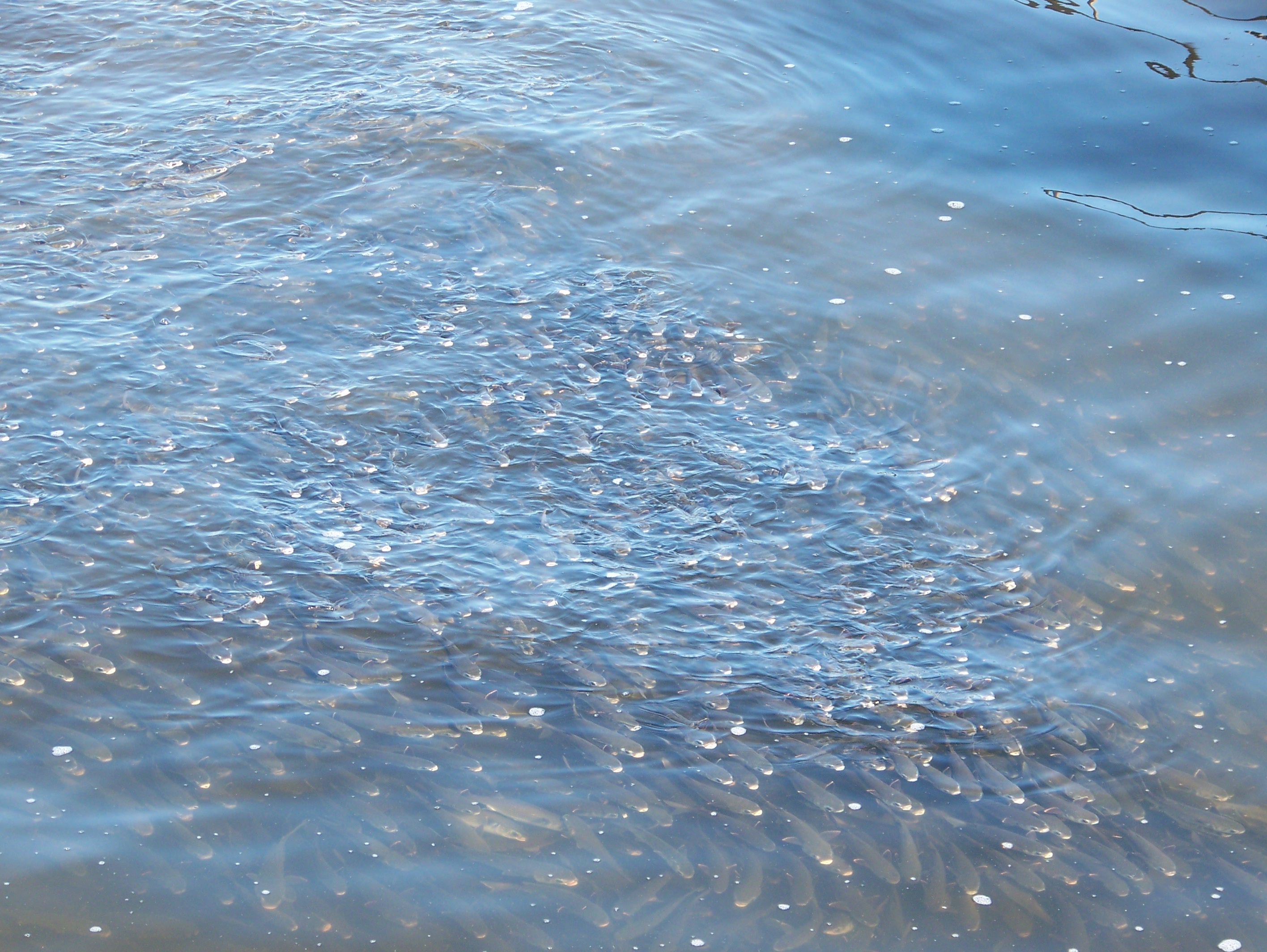 Plenty of fish, right off the pier