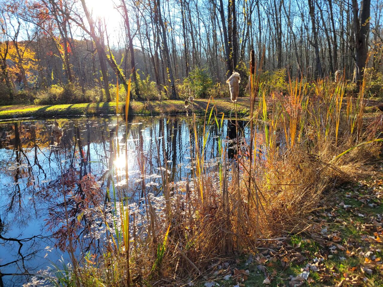 Pond in the fall.