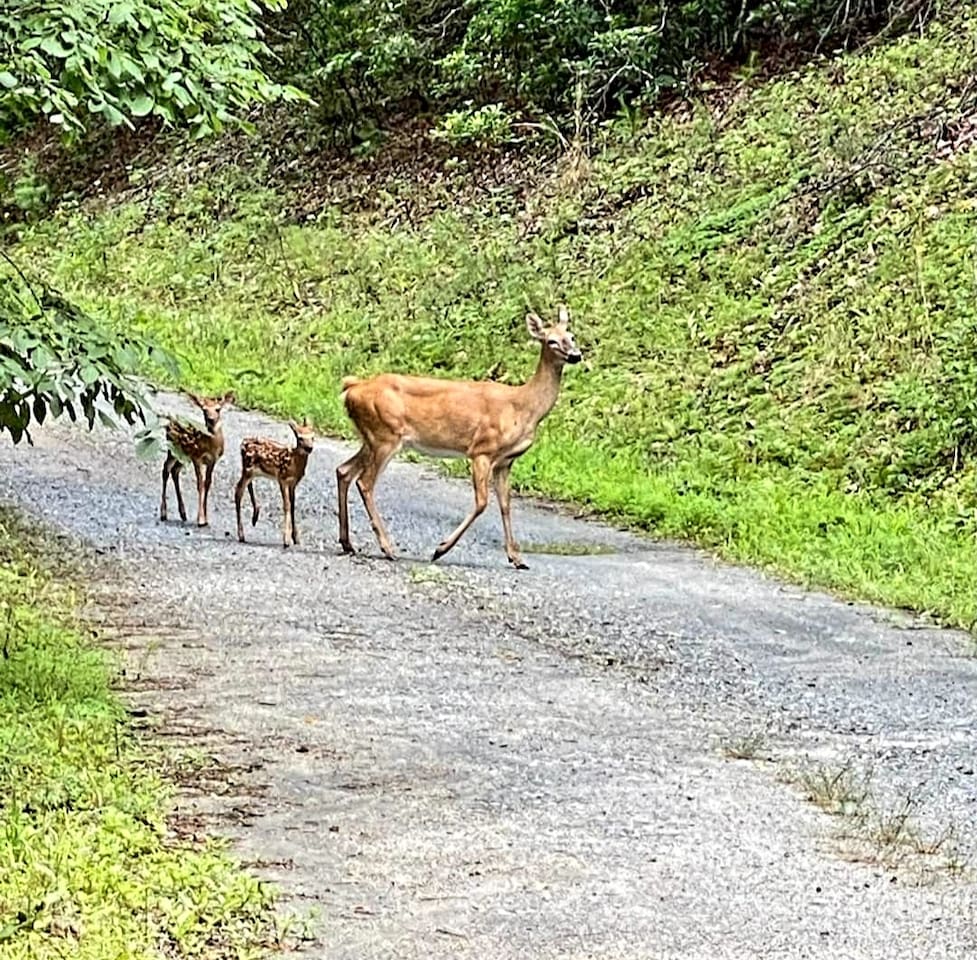Strolling from a trail in our back yard down the road.