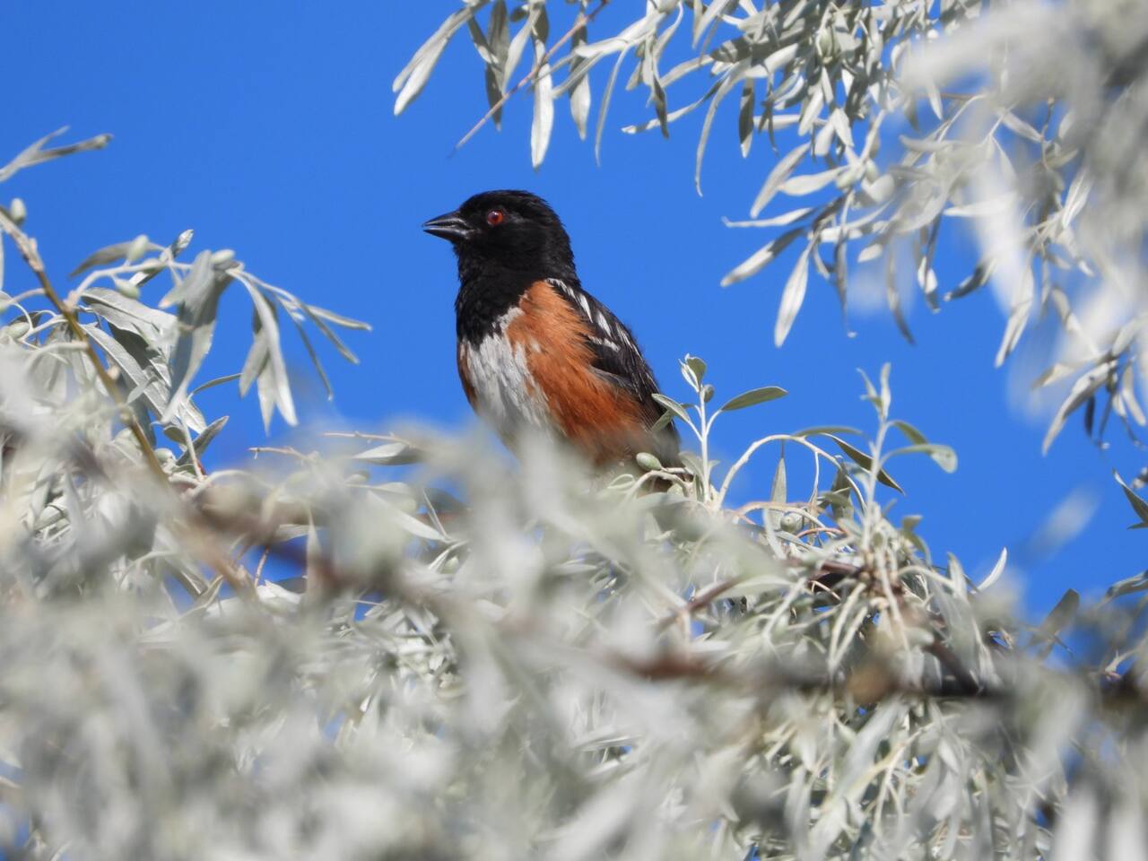 spotted towhee