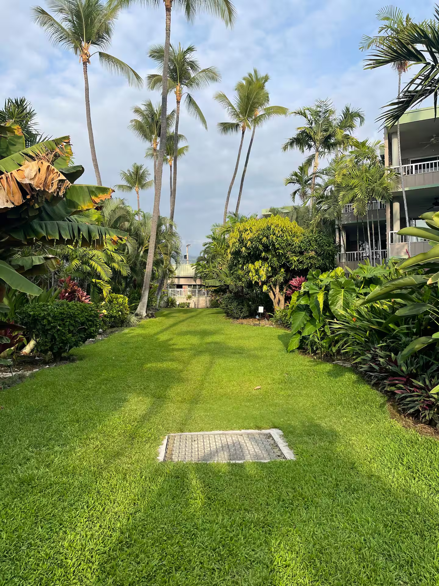 Lush tropical courtyard with manicured lawn and towering palms — a peaceful pathway through paradise.