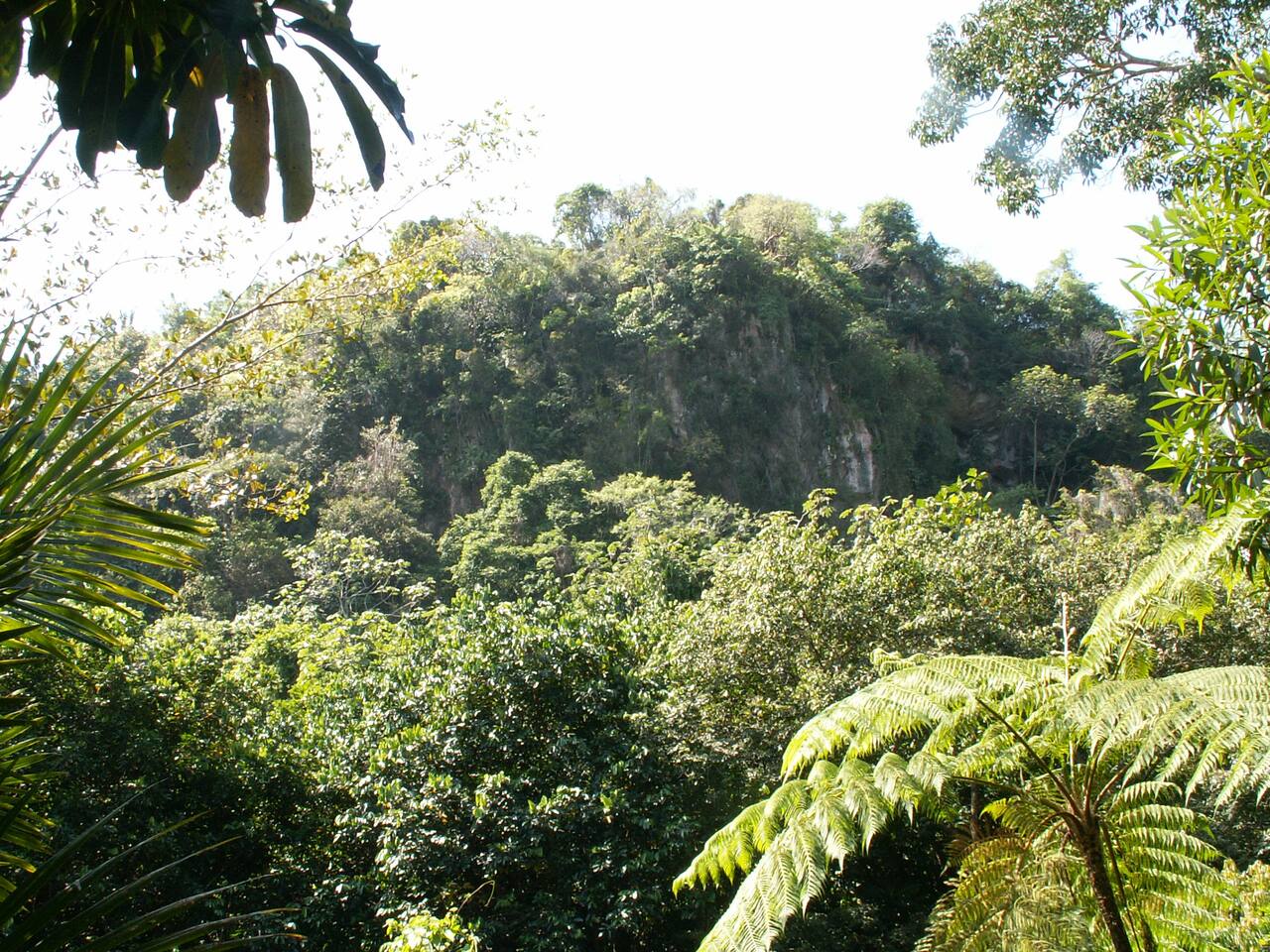 500' cliff with bat caves - adjacent to property