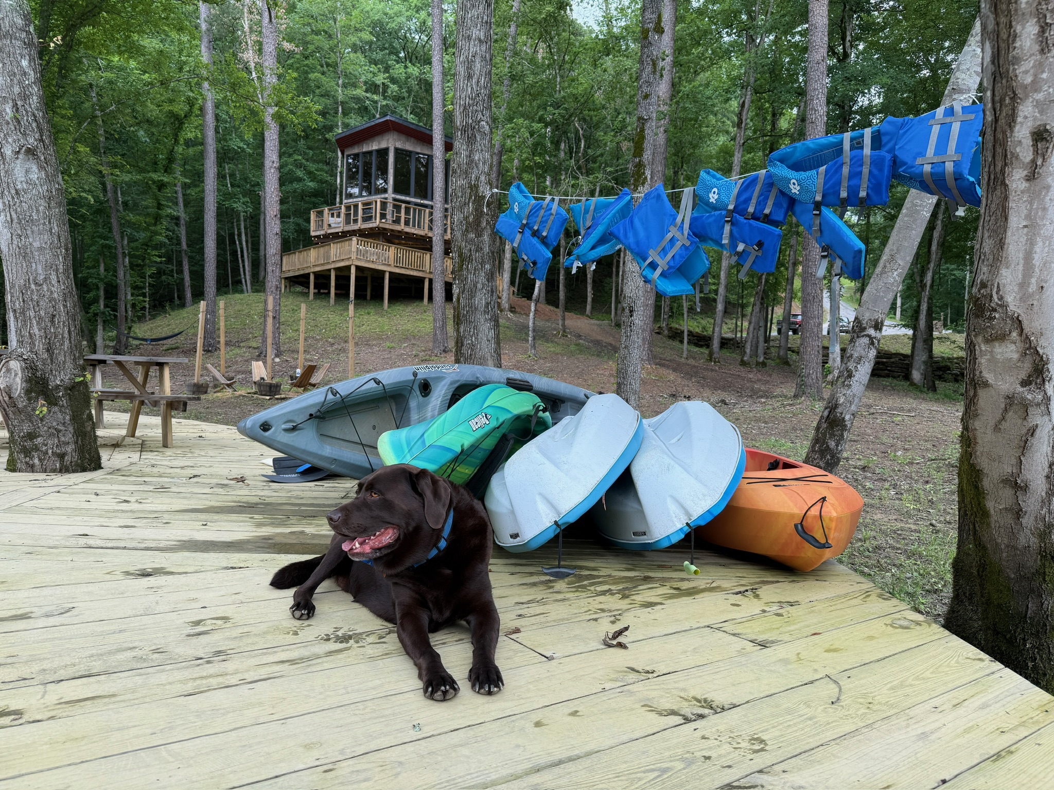 Ollie highly recommends you bring your dog