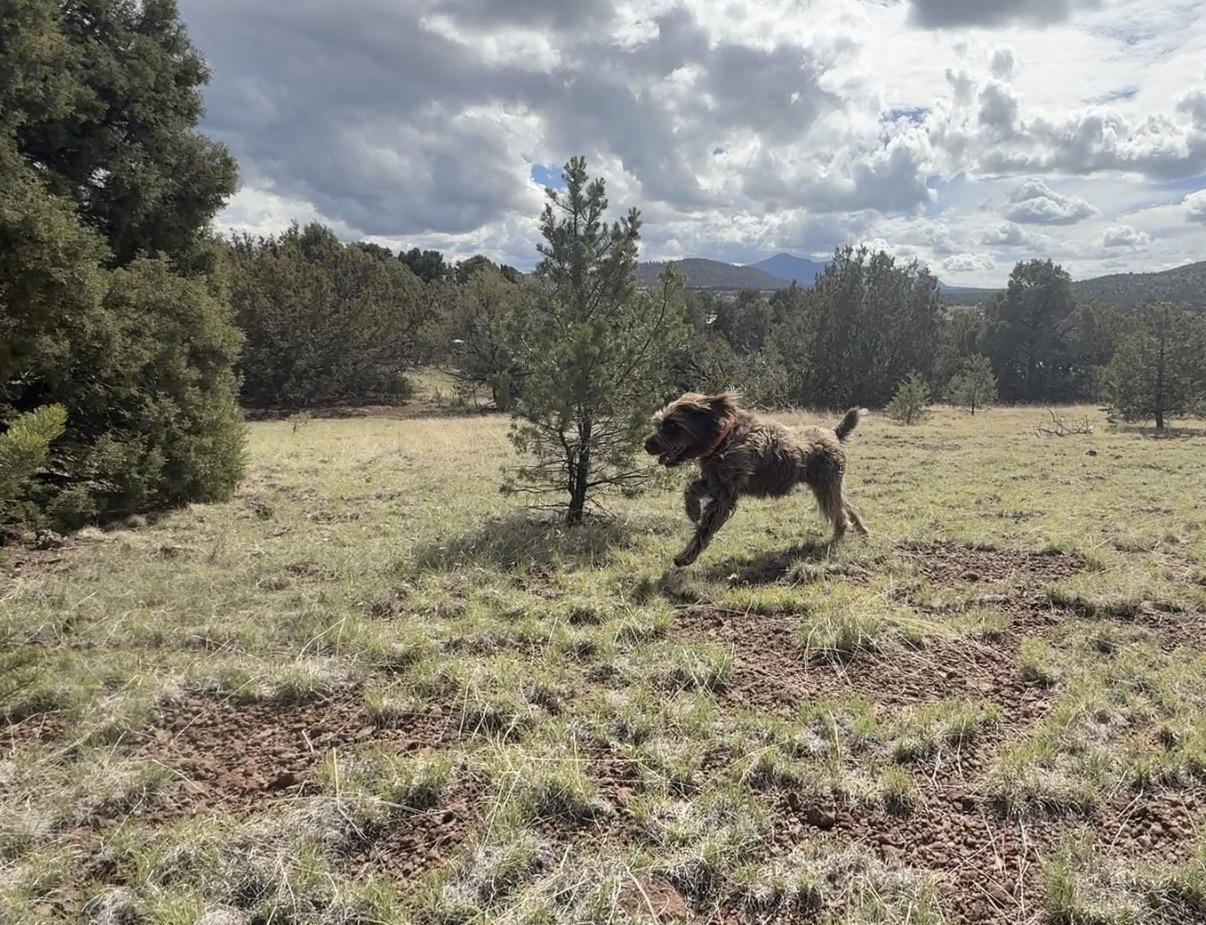 Your pup has and acre and a half to roam freely within our fully fenced yard with goat wire. Bring your four-legged friend along for the adventure