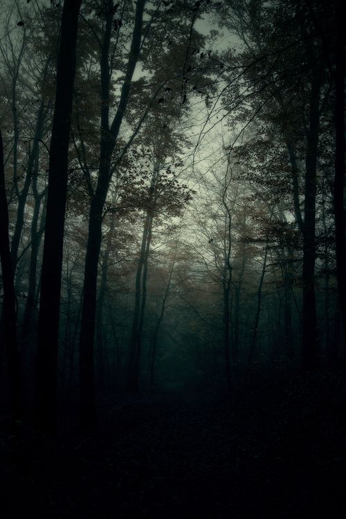 mystic forest