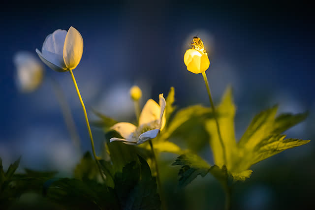 firefly on a flower