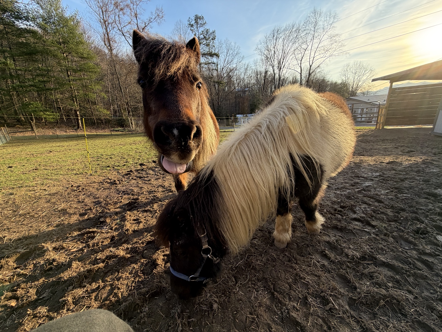 Moana coming out of her shell.