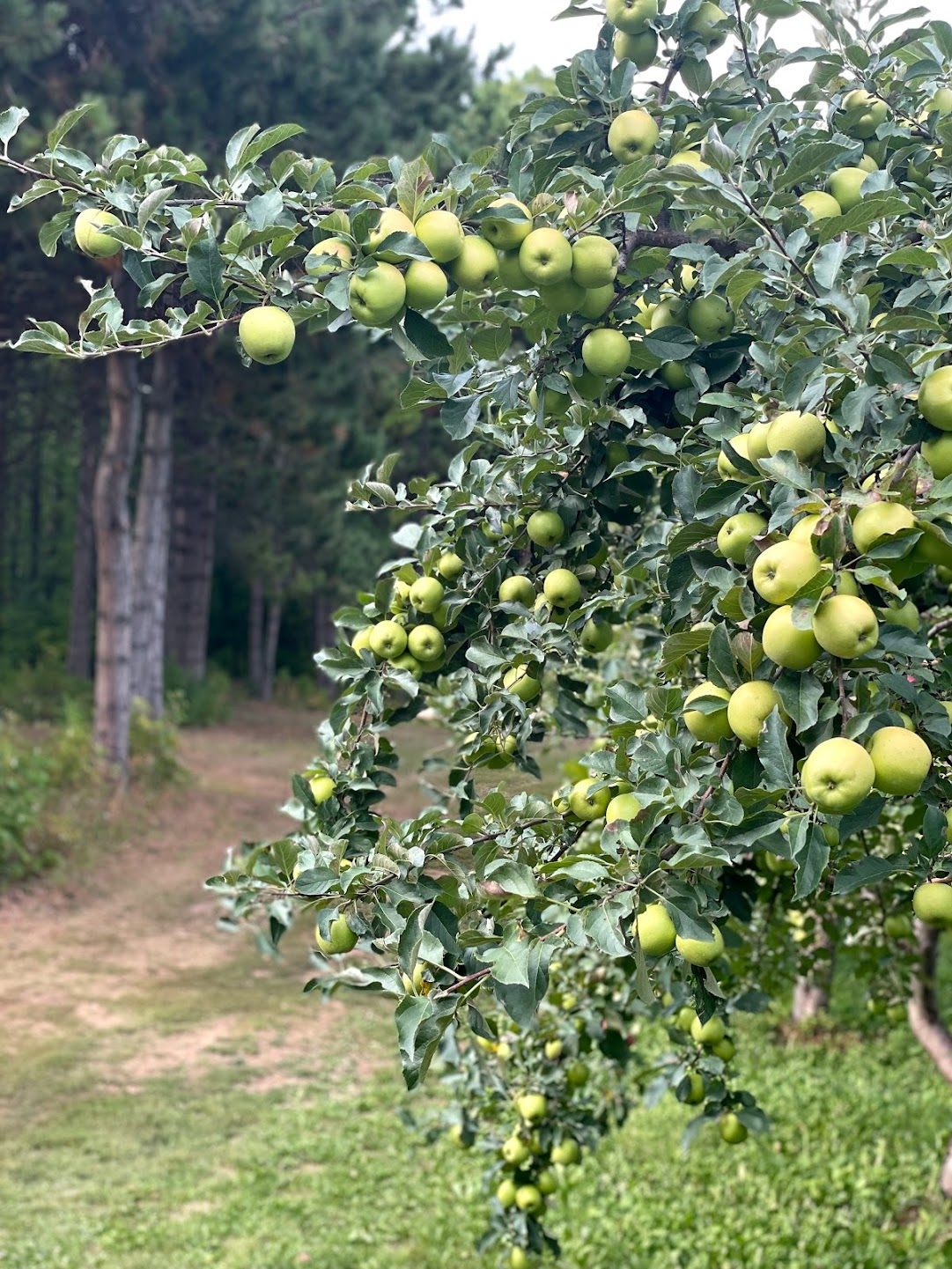Sunset Valley Orchard, down the road from the cottages