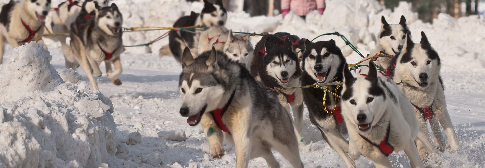 Rondy Festival - Sled dogs race