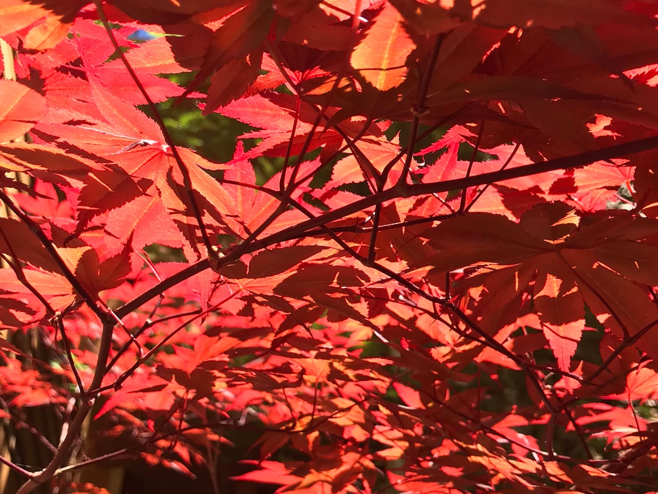 Autumn colors