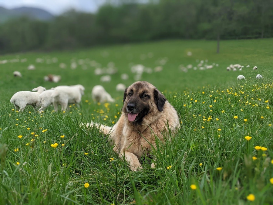 Bean Hollow Grassfed