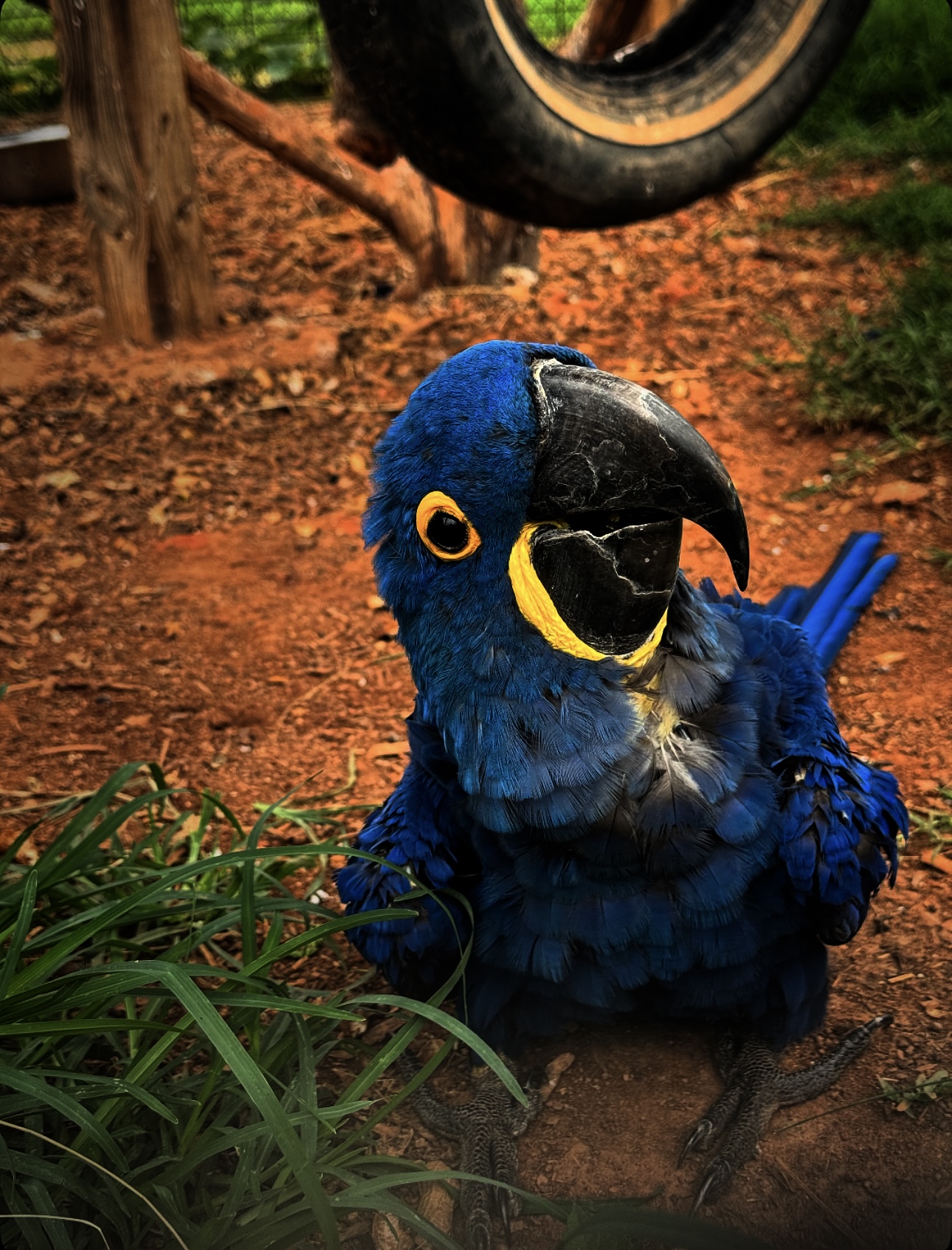 Admire the vibrant colors of our beautiful macaw!