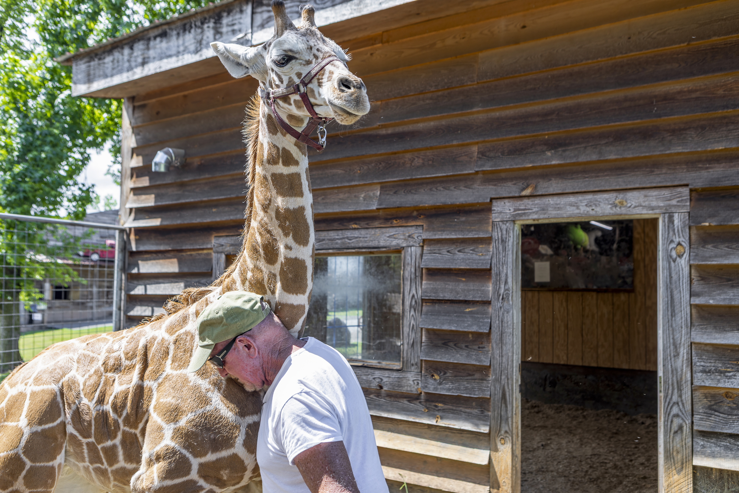 Unique Experience: Get up close with friendly giraffes just steps from your door!