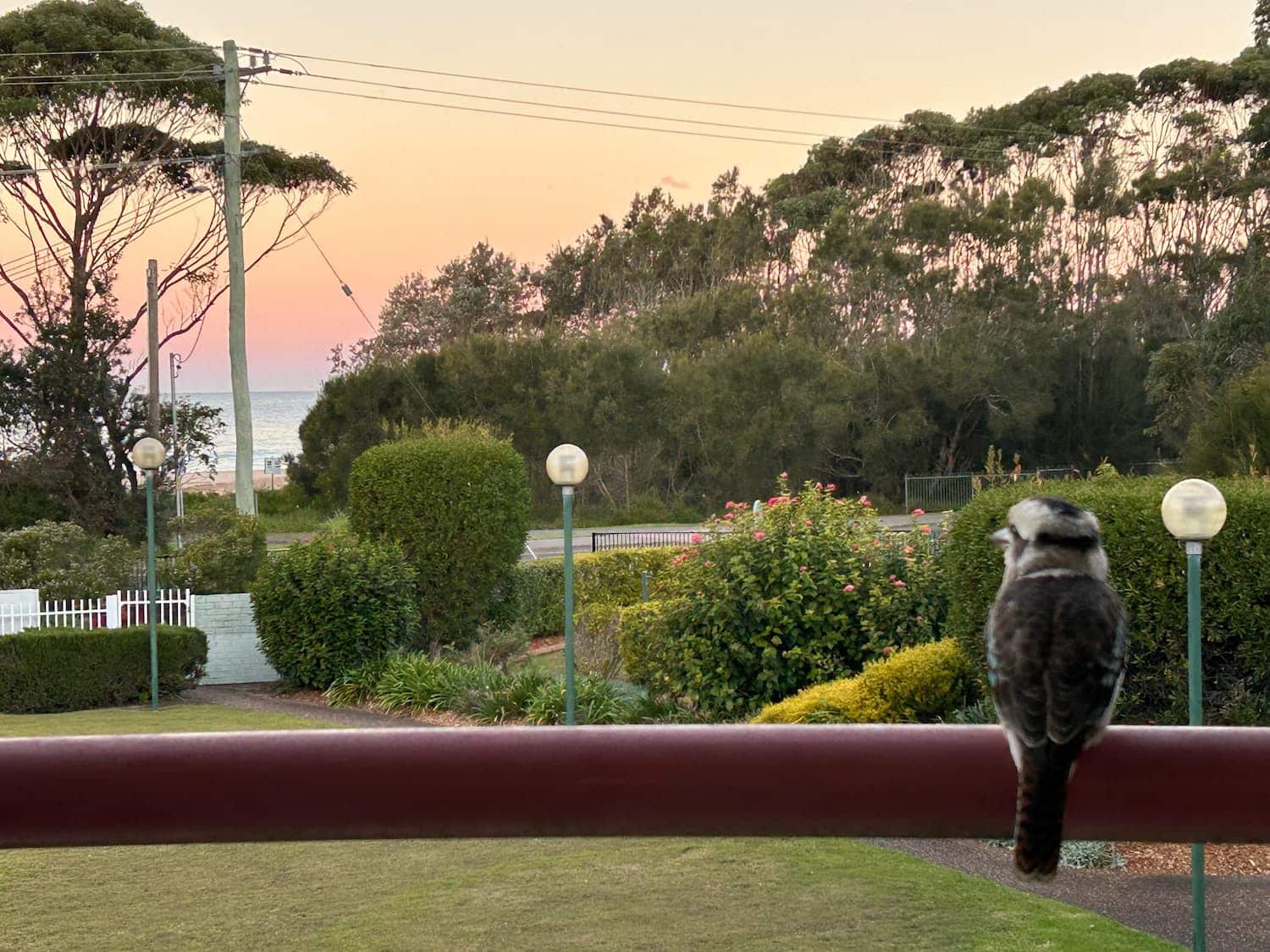 Kookaburra sitting on the Fathoms 10 balcony rail looking over the road toward the beach with an orange sunset in the background.