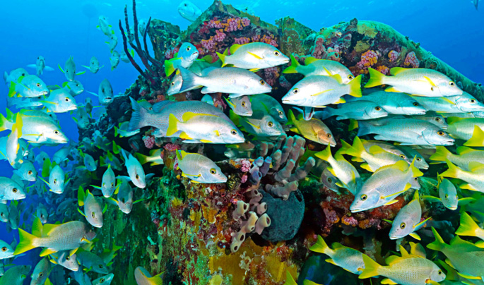 Reef Fish