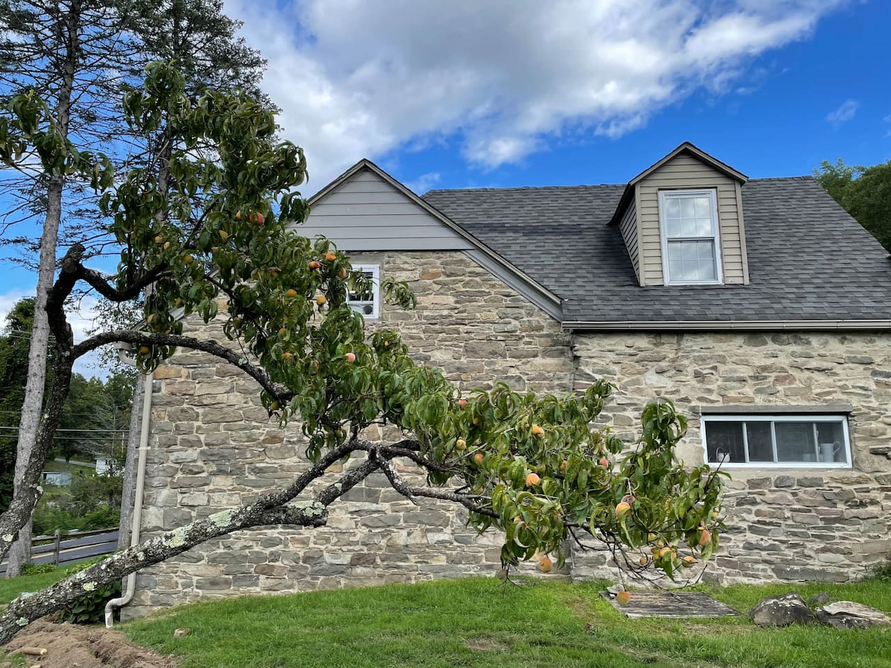 Peach tree