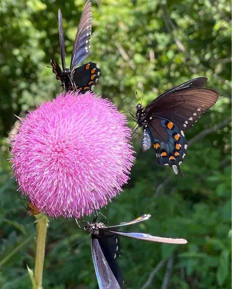The Diana Fritillary Butterfly is the Arkansas State Butterfly and the inspiration for the mural on the side of the container.  If you visit in the spring or summer, you will certainly see these in their natural wonder. 