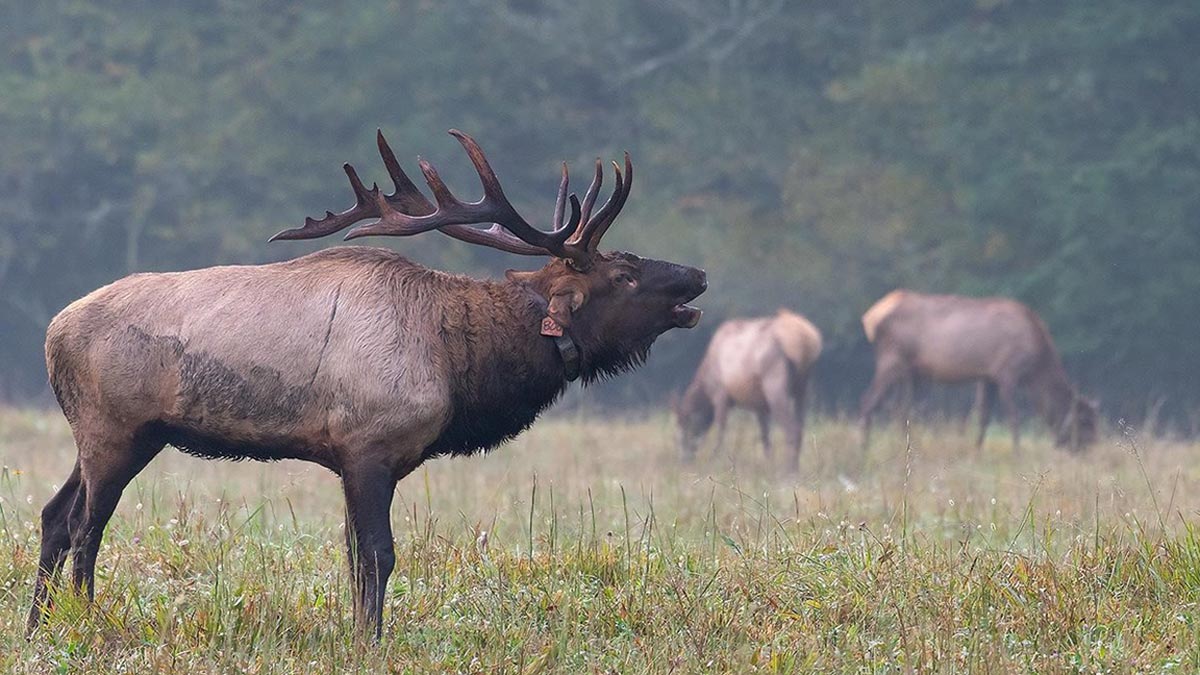 Elk