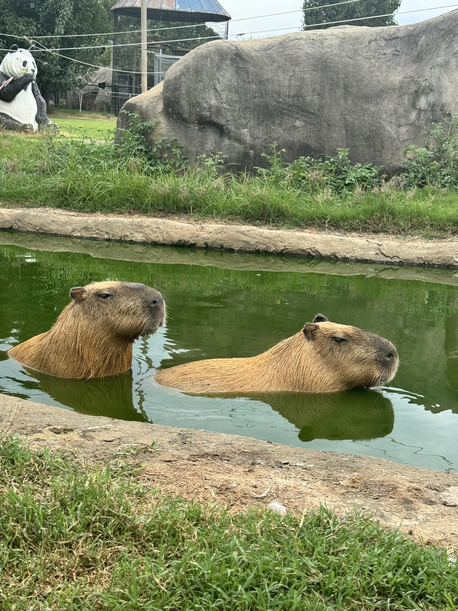 Relax and watch our capybaras swim!