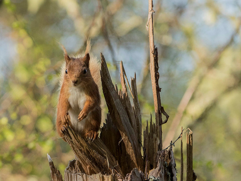 Red Squirrel