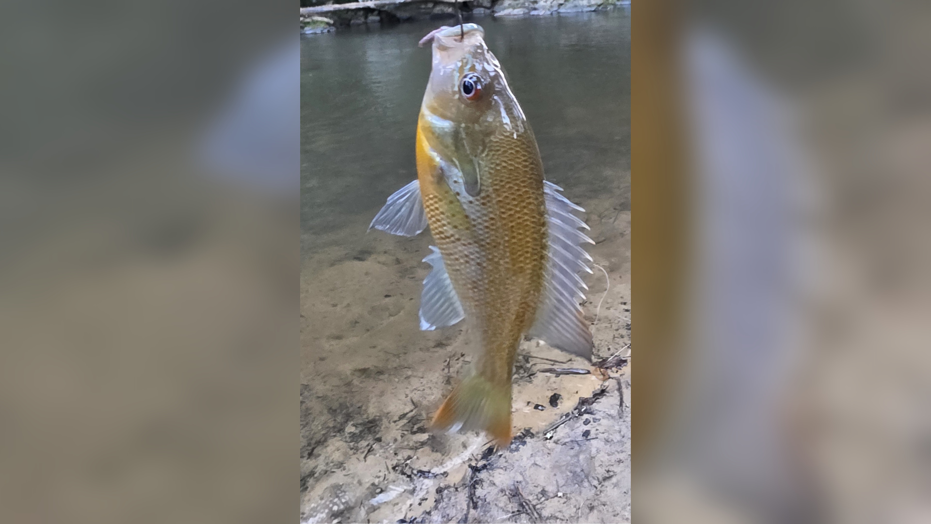 Fishing right in the backyard! This bass was caught by a young guest right here at Cartecay Landing.