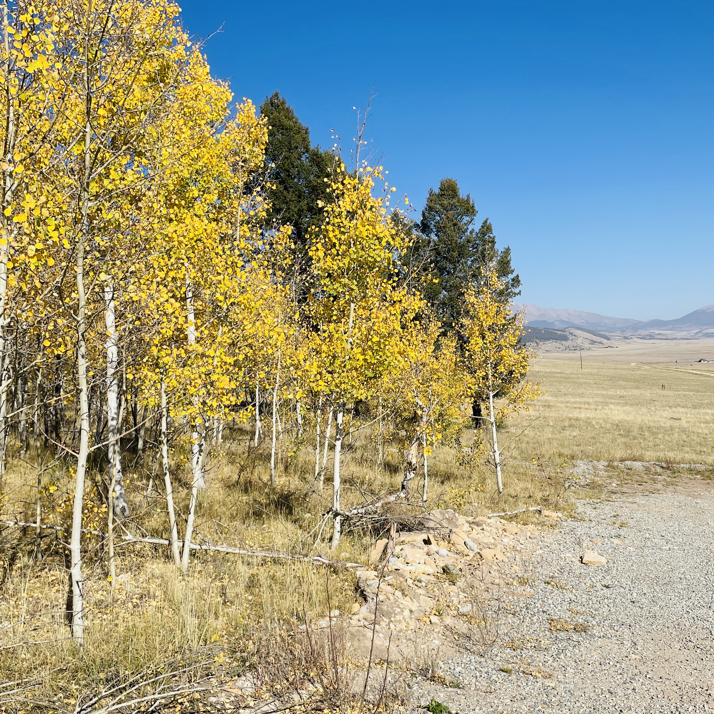 Stunning Aspen trees in the Fall [Front Yard]
