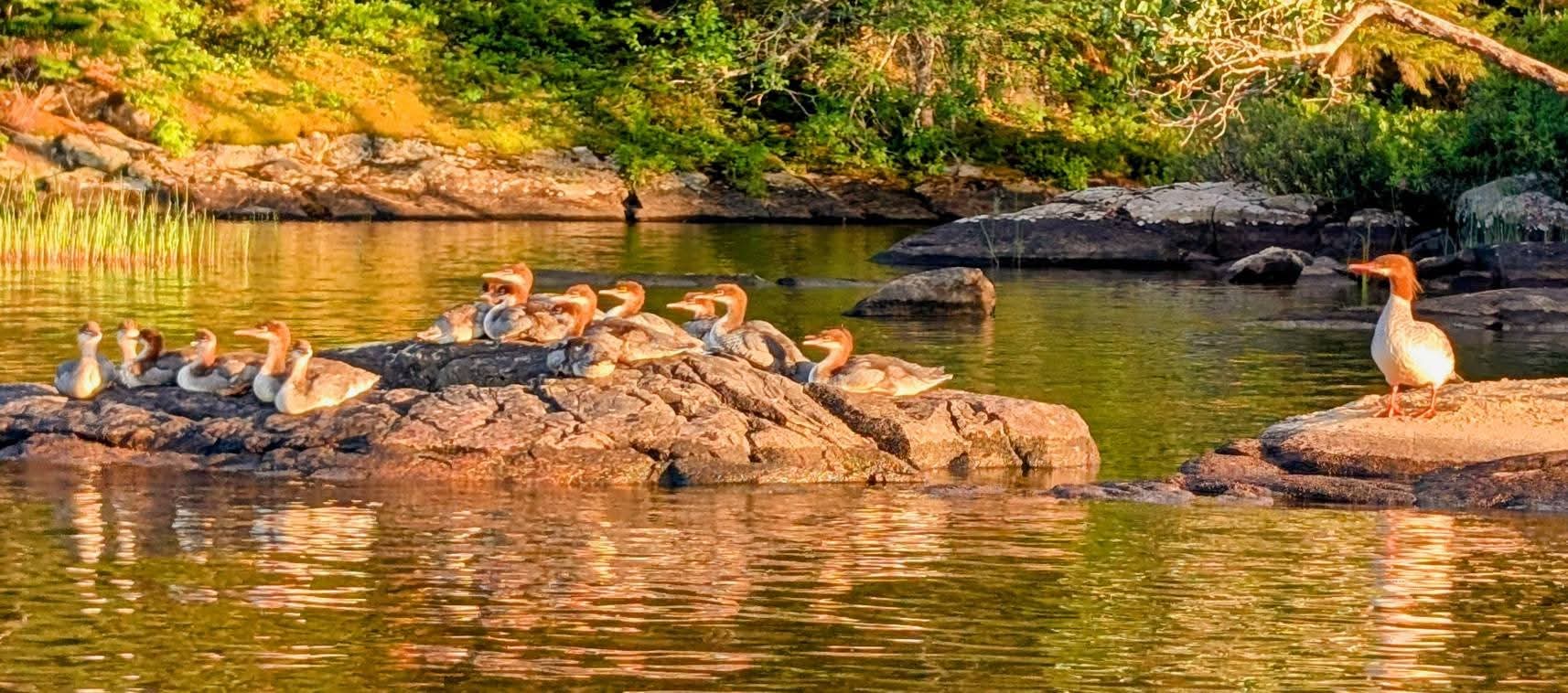 mergansers out front
