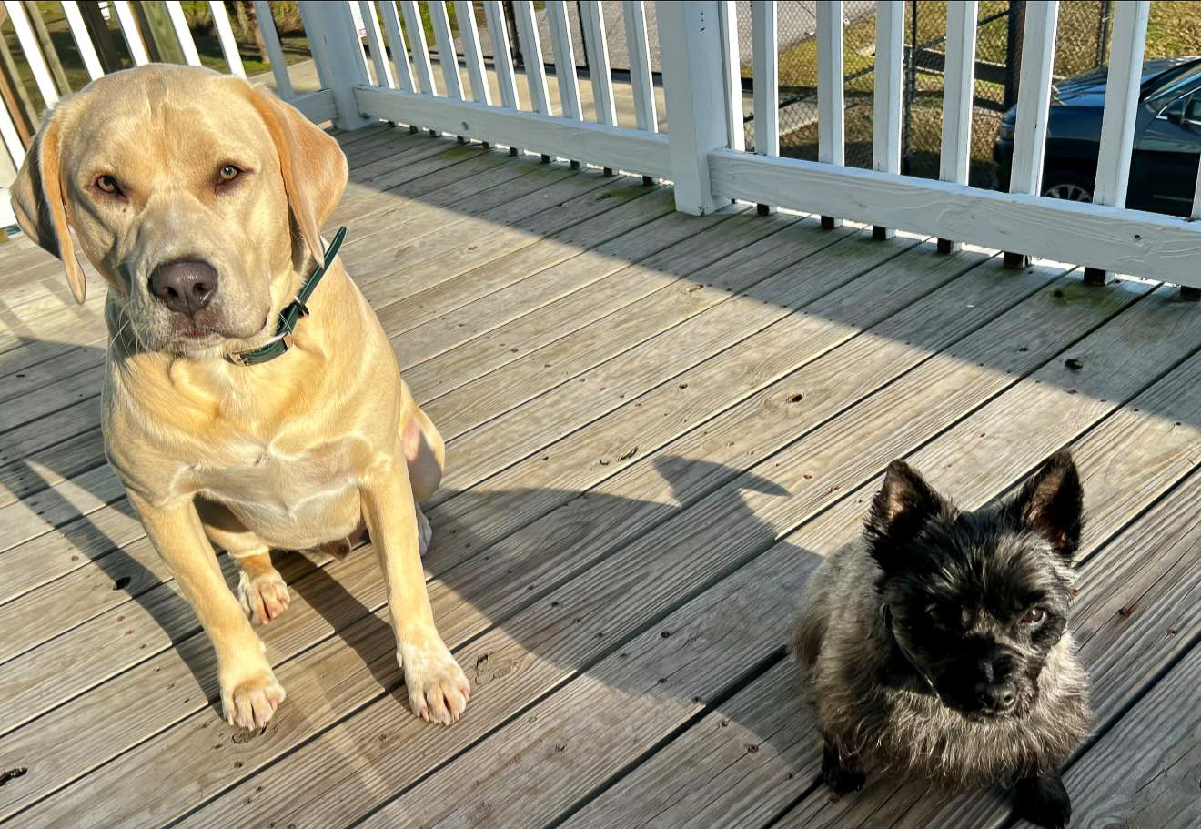 Dog-friendly stay at Lucky's Lookout