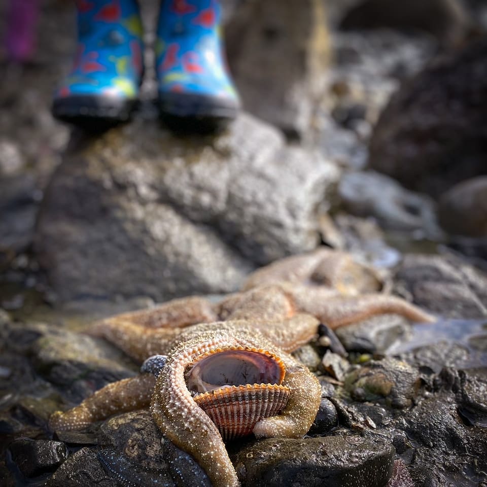Low tide exploration is a family favorite of ours. Beaches with low tide recommendations and buckets for the kids are provided upon request.  We may even have the right-sized children's boots if you're up for the adventure. 