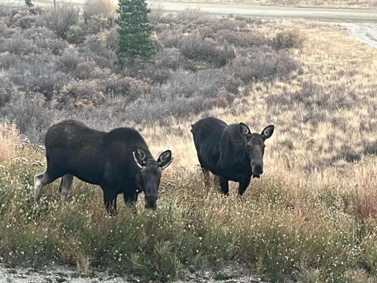 Moose like to visit too. 