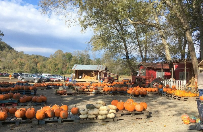 Local Attraction: Explore Darnell Farm's vibrant pumpkin patch just 40 minutes away!