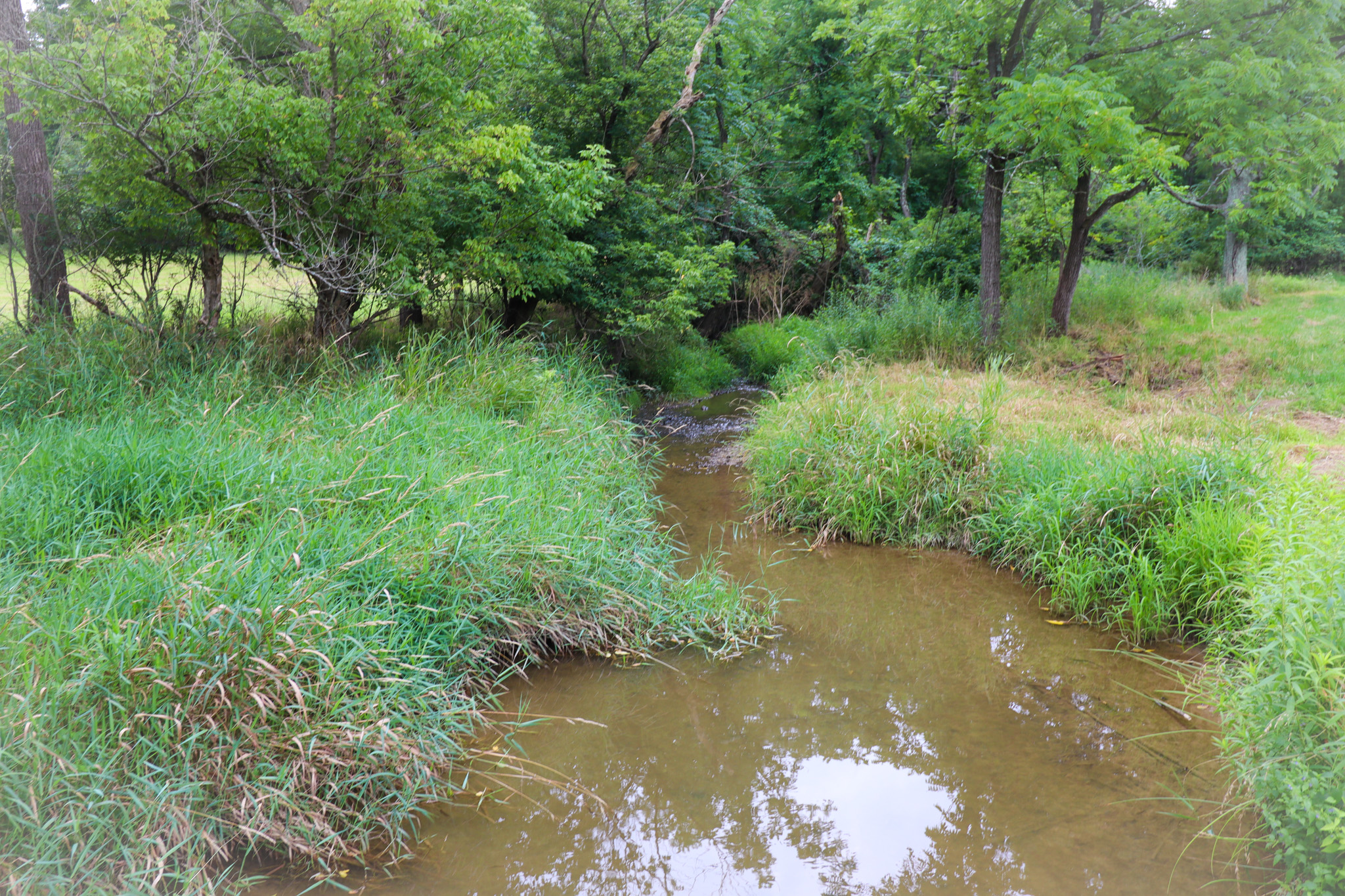 Peaceful creek nestled in lush greenery