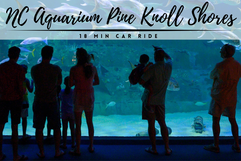 A fantastically fun outing for curious kids and ocean lovers alike - a favorite of ours!