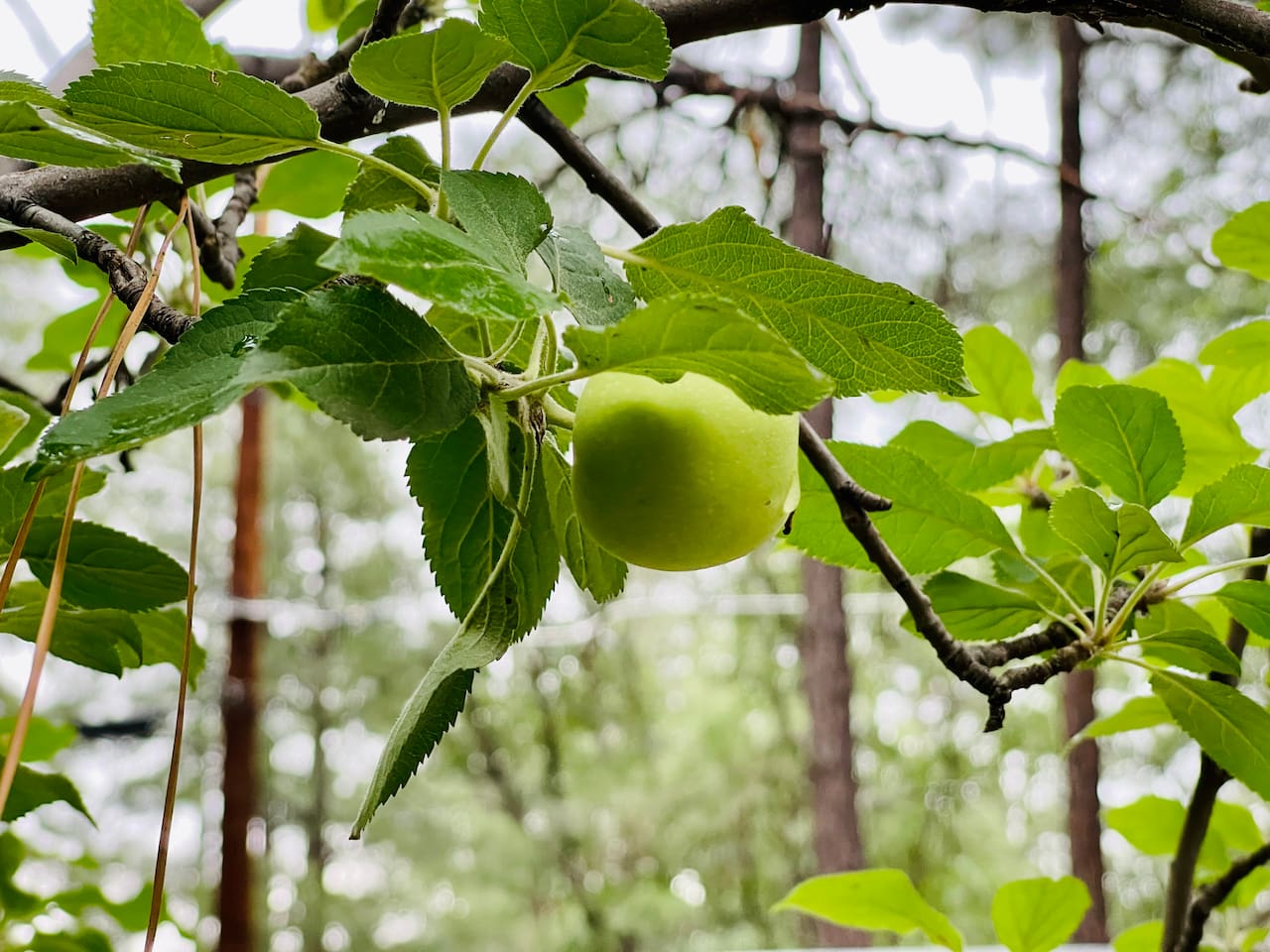 Apple tree in back yard