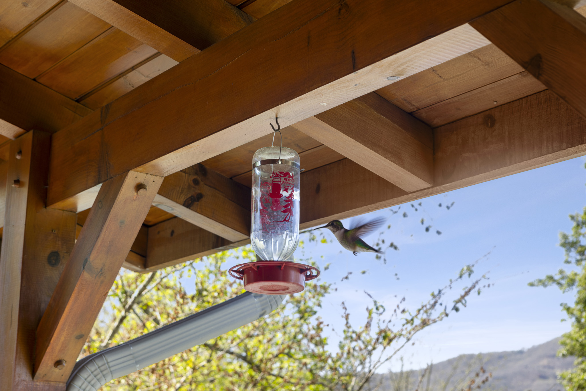 Avian Paradise: Watch hummingbirds dance while enjoying breathtaking mountain views!

