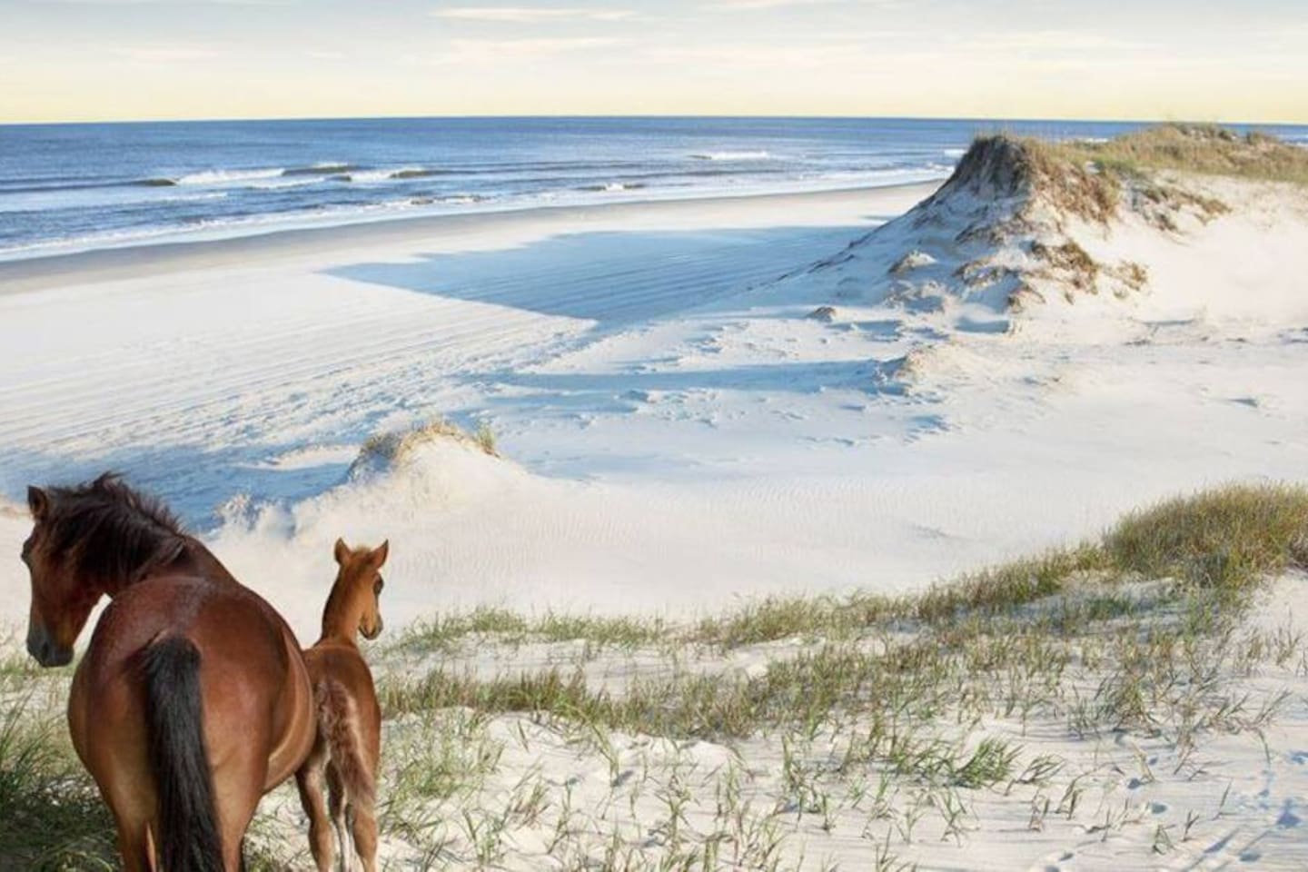 4x4 beach, 5 miles away to see the Corolla Wild Horses roam.