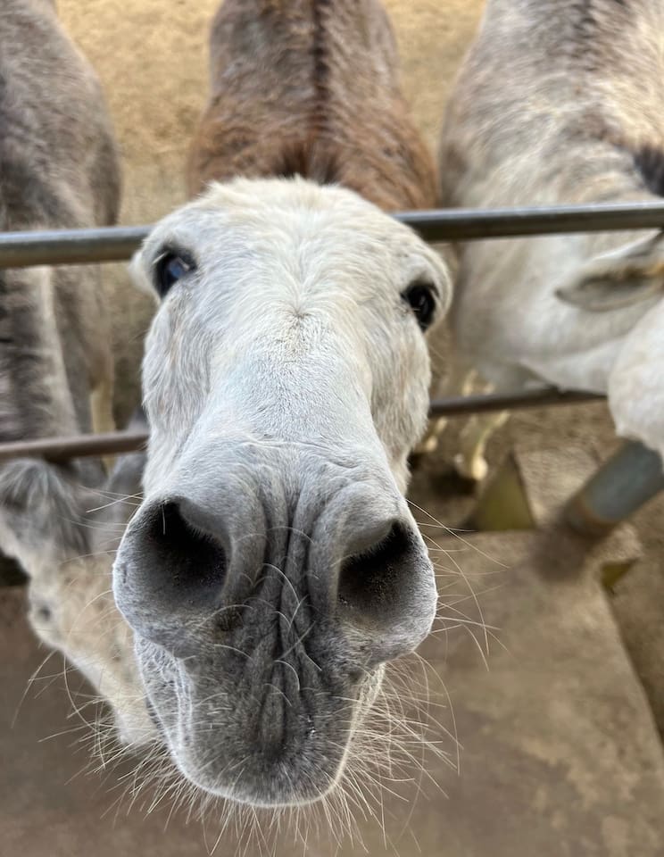 The Donkey Sanctuary is a must!  They love carrots so be sure to pick up a bag before visiting. 