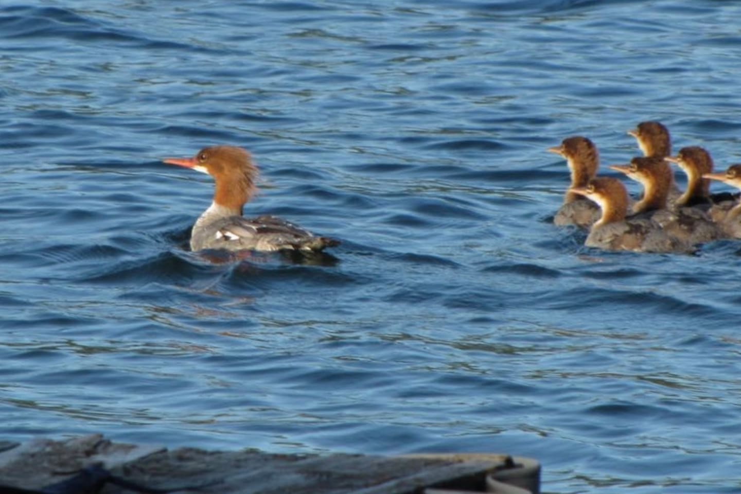Merganser duck with ducklings on the lake.