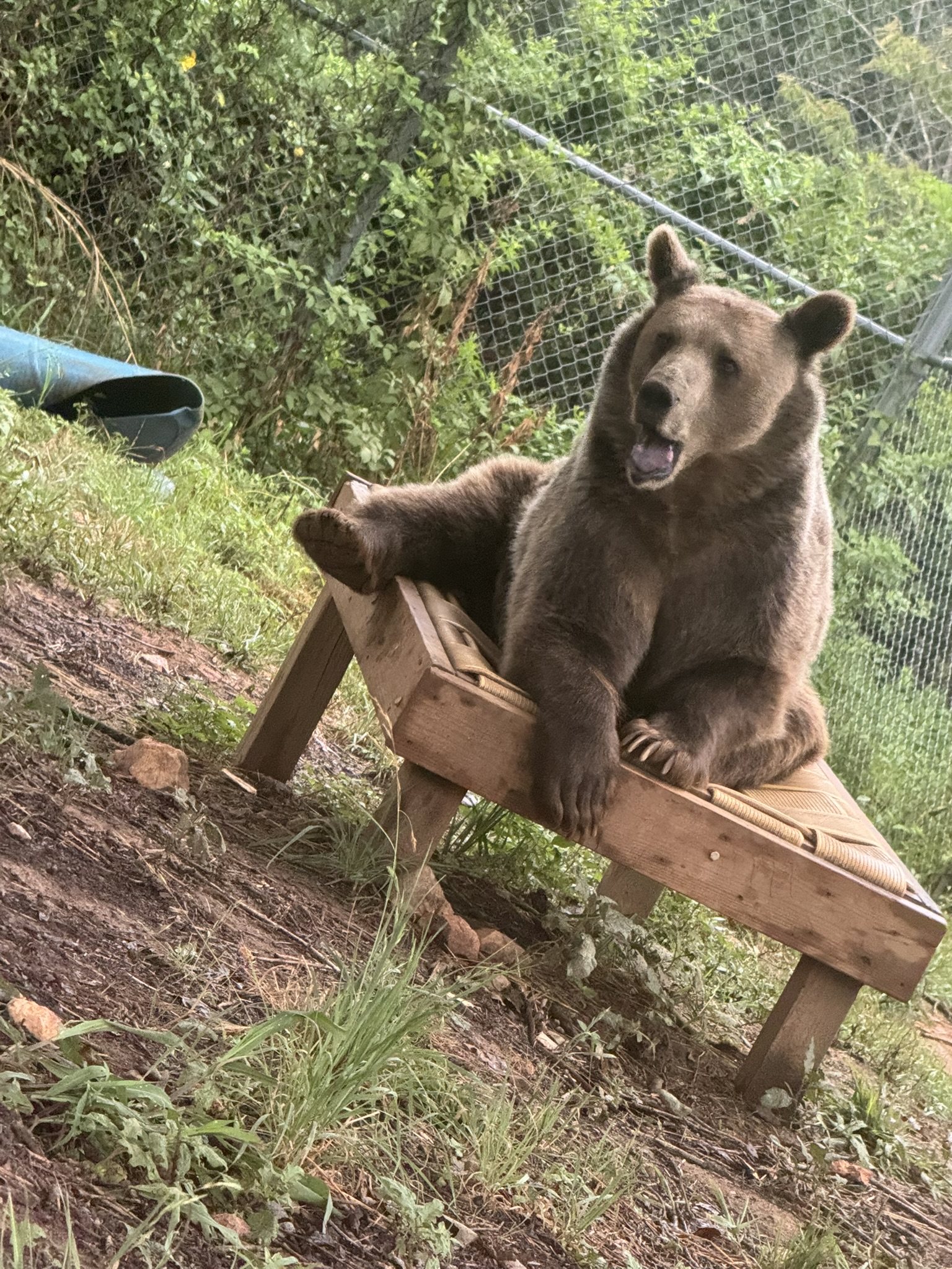 See magnificent creatures like this bear relaxing in its habitat!