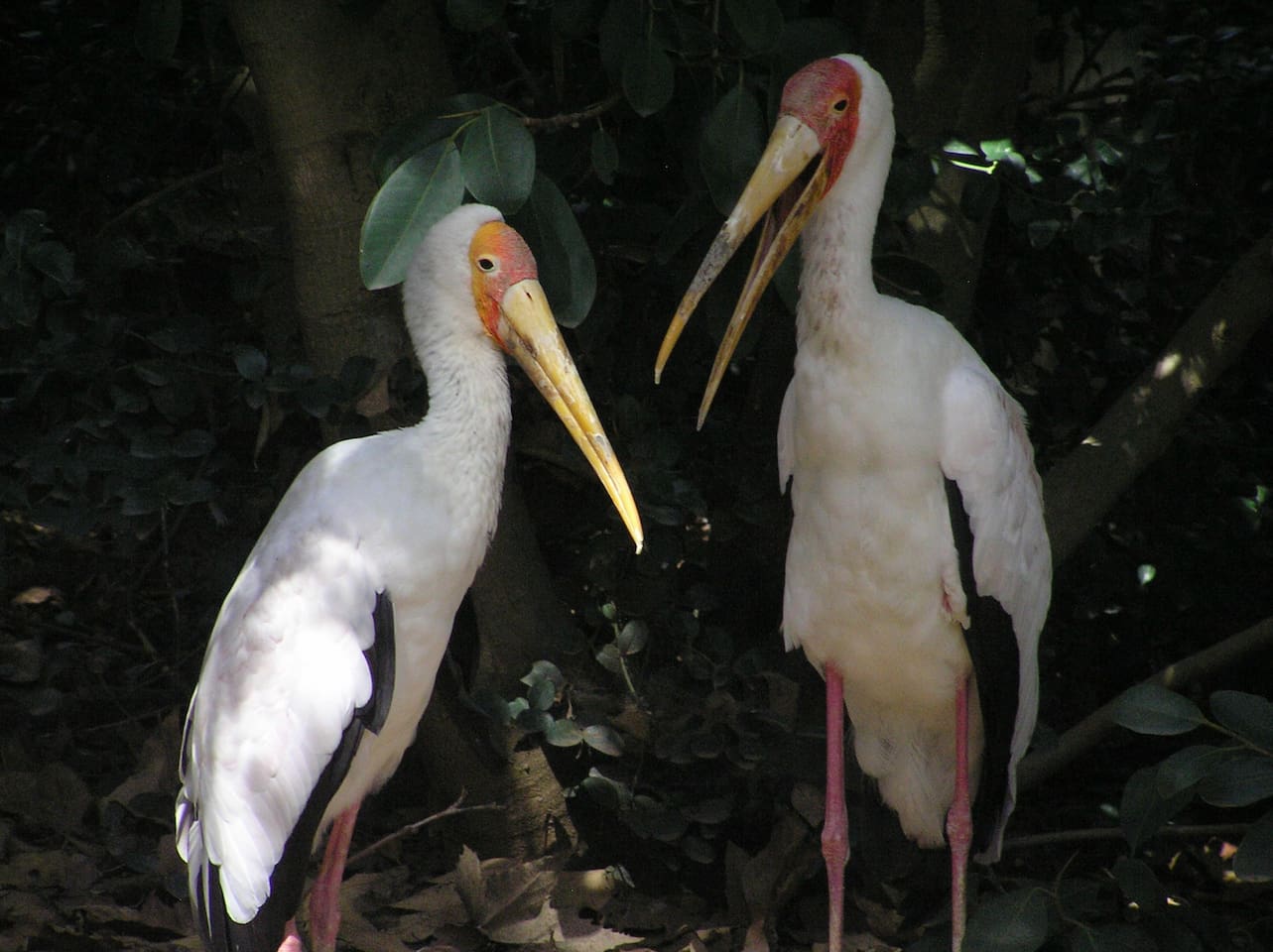 Did you hear? Dave and Kelle's guests are coming to the Zoo!