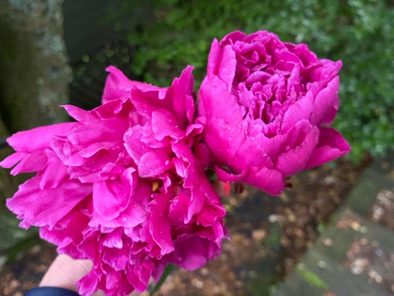 Peonies!