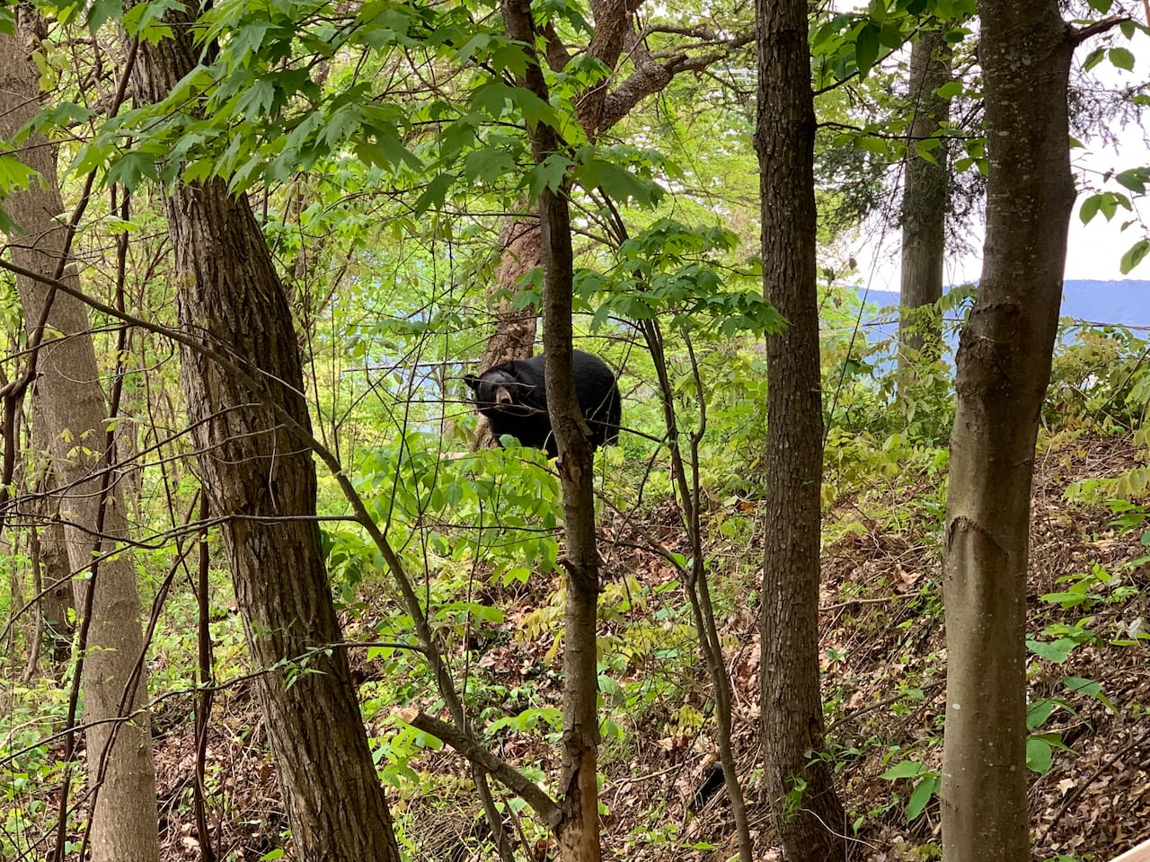 Enjoy the incredible opportunity to see black bears around our property; always follow the posted safety guidelines.