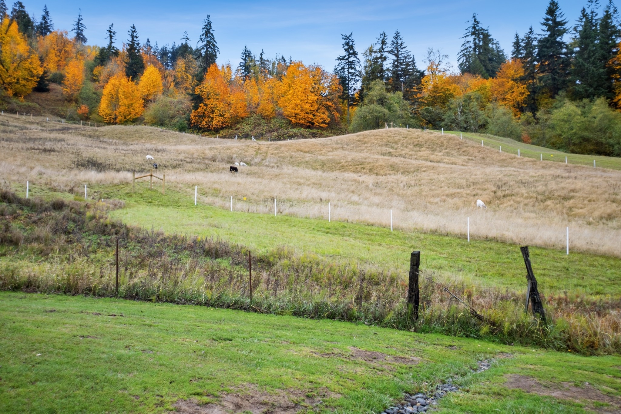 Pasture View from Porch