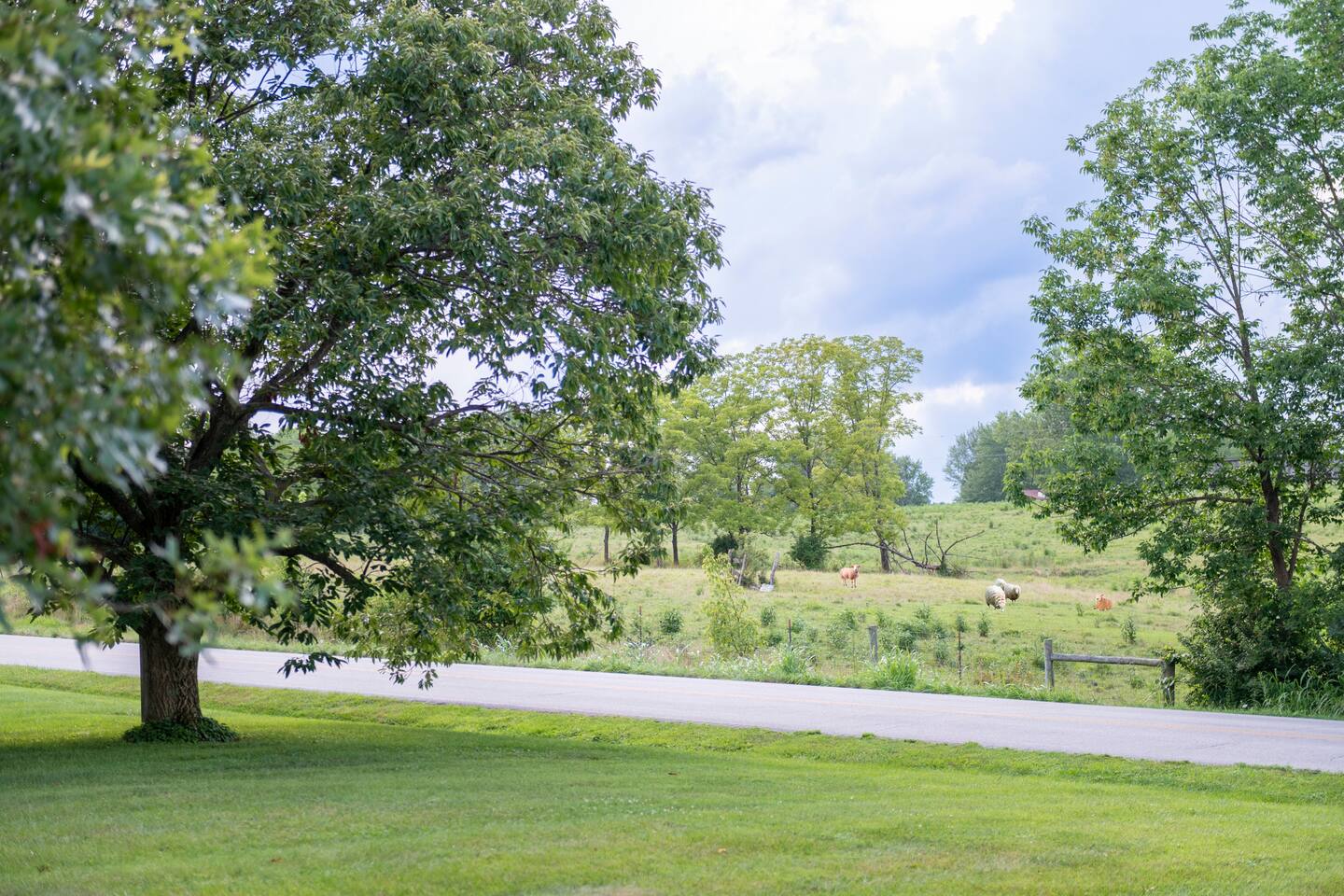 Sheep farm located across the street