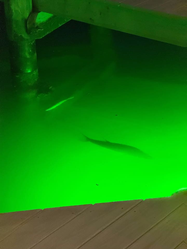 Fish lights by dock