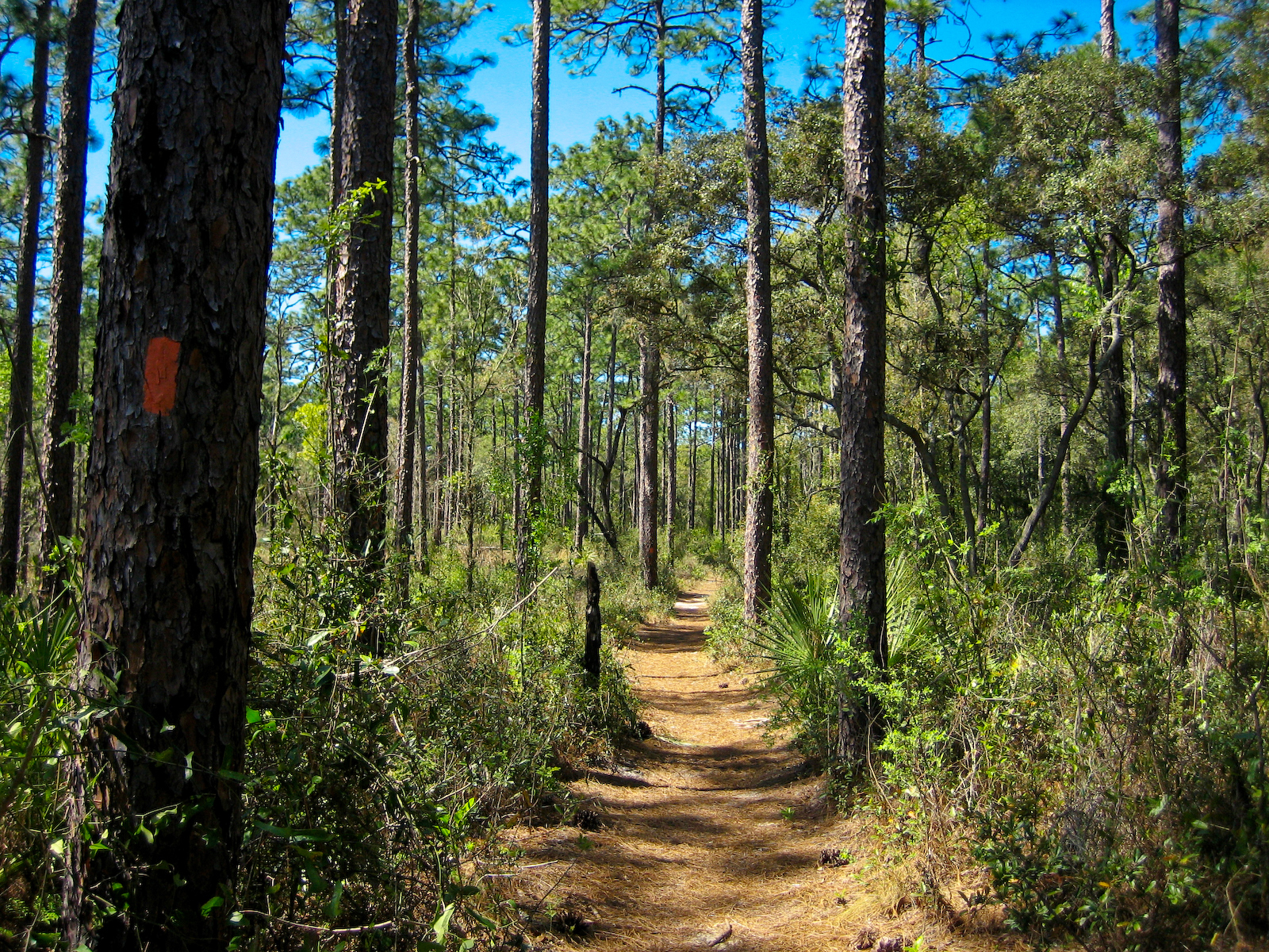 Longleaf Pine Trail