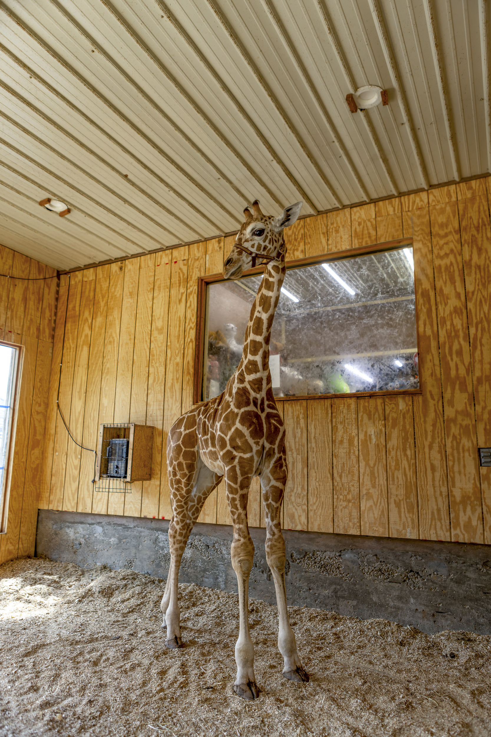 Unique Experience: Meet our friendly giraffe in a delightful barn setting! Perfect for animal lovers!